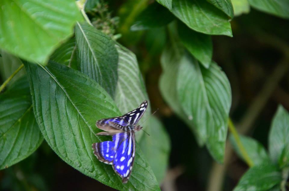 Kostarika motýly