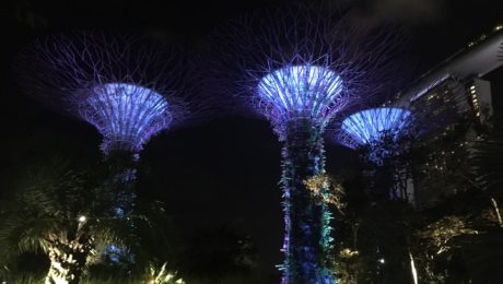 singapore botanic garden