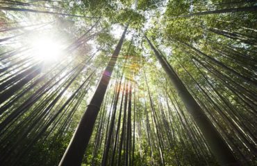 bambus růst